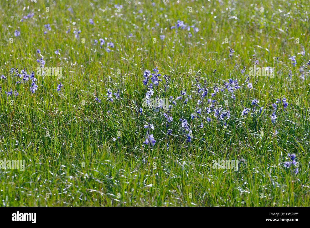 Northern Jacob's-scala (Polemonium acutiflorum), capo Onman, Chukchi Sea, Russia Estremo Oriente Foto Stock