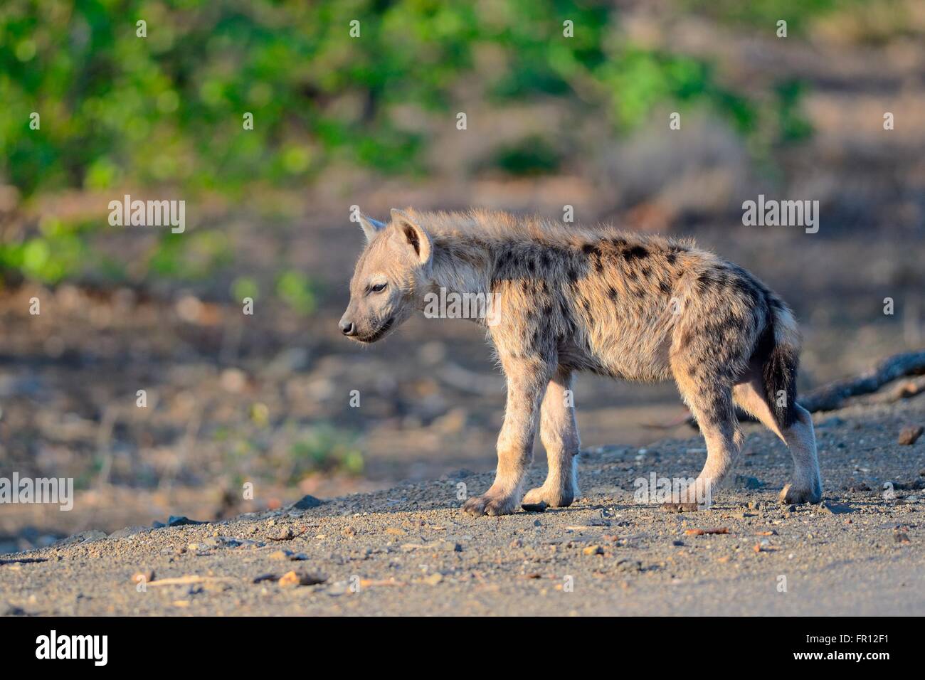 Avvistato iena o ridere iena (Crocuta crocuta) cub, in piedi, attento, la mattina presto, Kruger National Park, Sud Africa Foto Stock