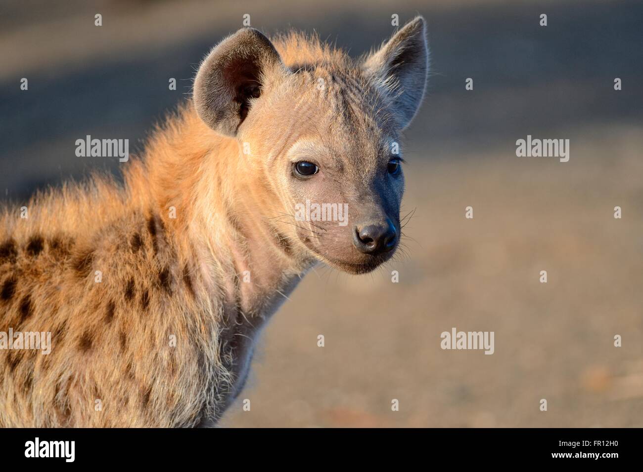 Avvistato iena o ridere iena (Crocuta crocuta) cub, nella luce del mattino, il Parco Nazionale Kruger, Sud Africa e Africa Foto Stock