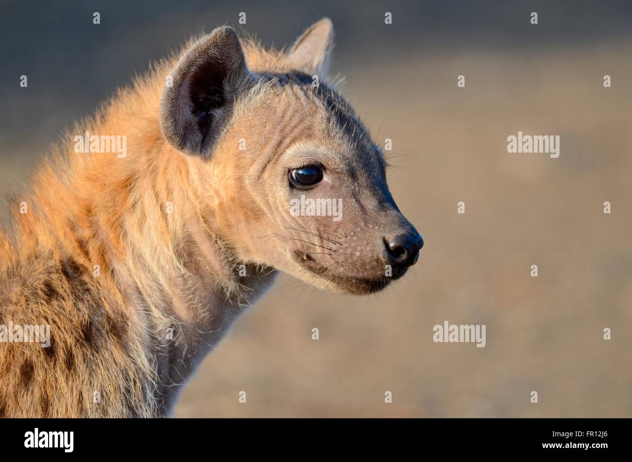 Avvistato iena o ridere iena (Crocuta crocuta) cub, nella luce del mattino, il Parco Nazionale Kruger, Sud Africa e Africa Foto Stock