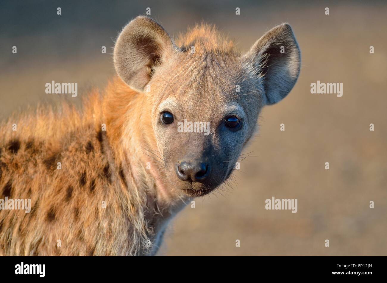 Avvistato iena o ridere iena (Crocuta crocuta) cub, nella luce del mattino, il Parco Nazionale Kruger, Sud Africa e Africa Foto Stock