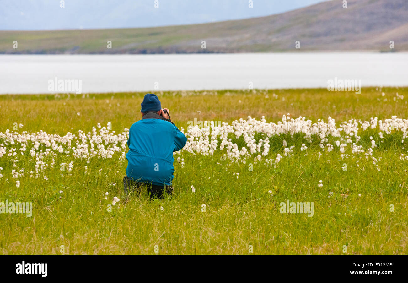 Turista nella tundra artica con erba di cotone (Eriophorum scheuchzeri), Yttygran Isola del Mare di Bering, Russia Estremo Oriente Foto Stock