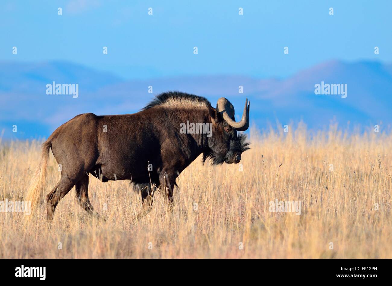 Nero (gnu Connochaetes gnou), maschio adulto, passeggiate in erba secca, Mountain Zebra National Park, Capo orientale, Sud Africa Foto Stock