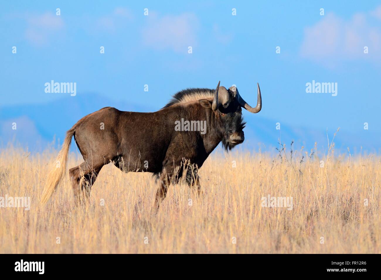 Nero (gnu Connochaetes gnou), maschio adulto, passeggiate in erba secca, Mountain Zebra National Park, Capo orientale, Sud Africa Foto Stock