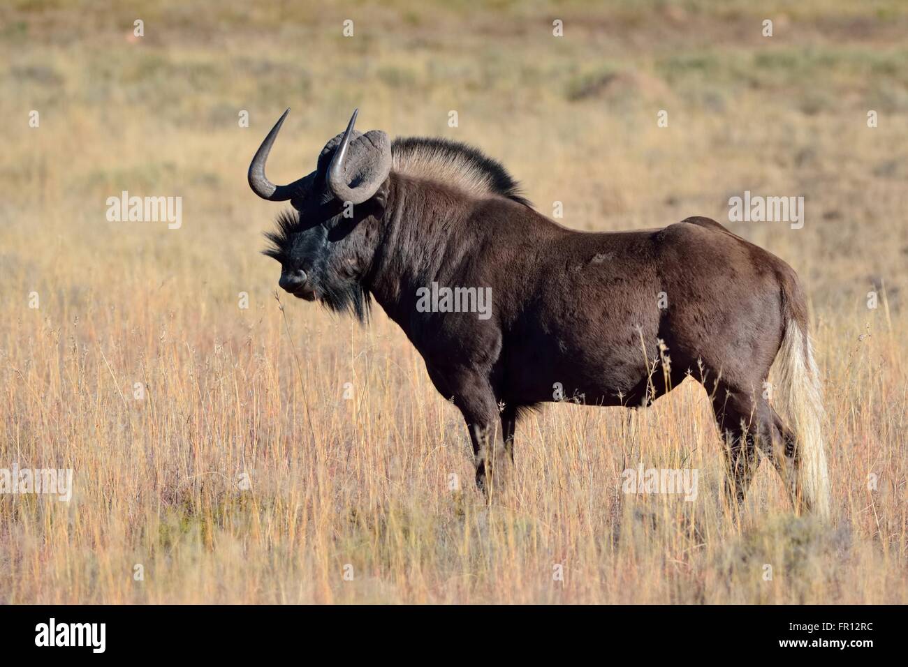 Gnu nero o bianco-tailed gnu (Connochaetes gnou), in erba secca, Mountain Zebra National Park, Capo orientale, Sud Africa Foto Stock
