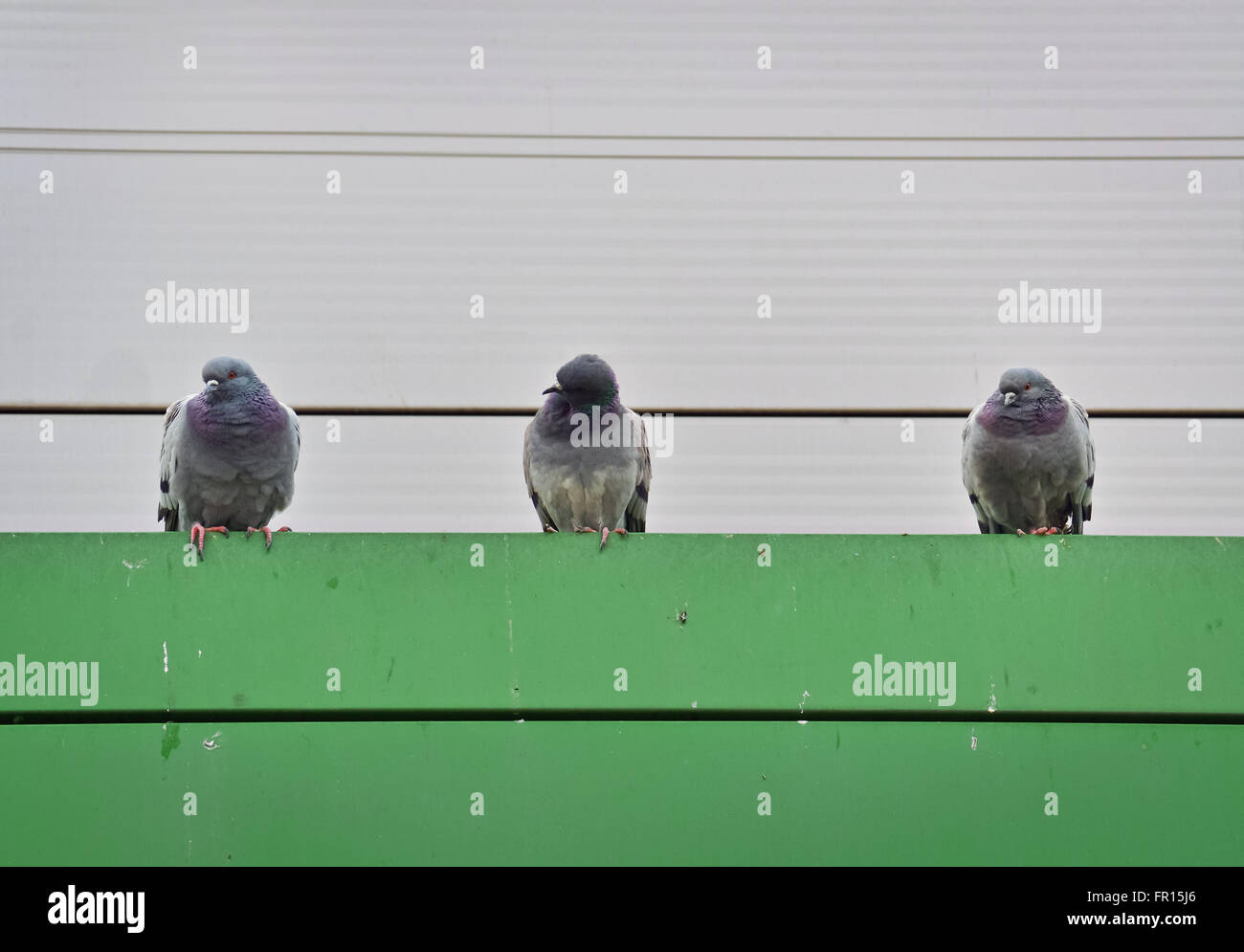 Primo piano di tre piccioni grigio guardando dal di sopra Foto Stock