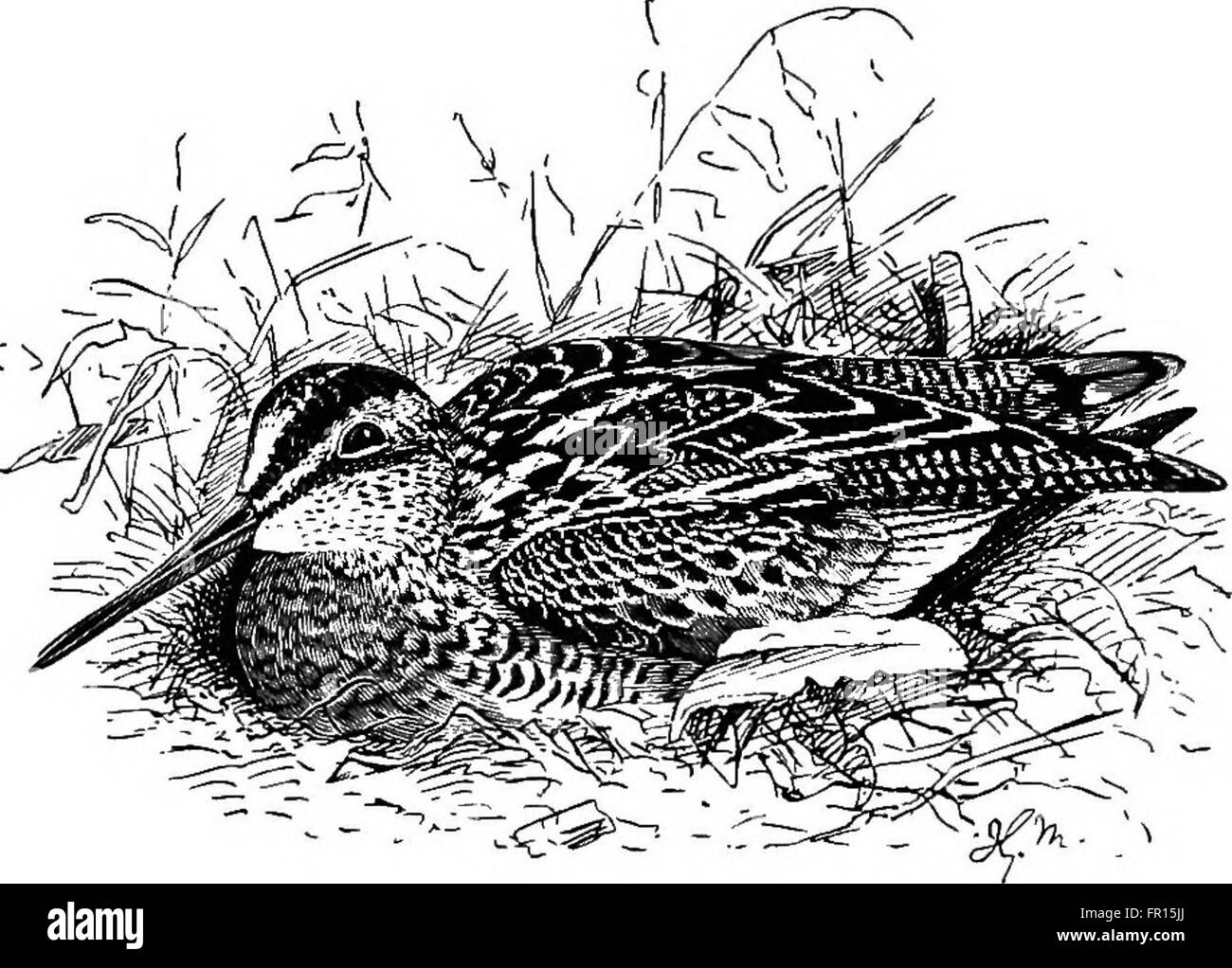 La distribuzione geografica della famiglia Charadriidae, o, plovers, piro-piro, beccaccini, e i loro alleati (1888) Foto Stock