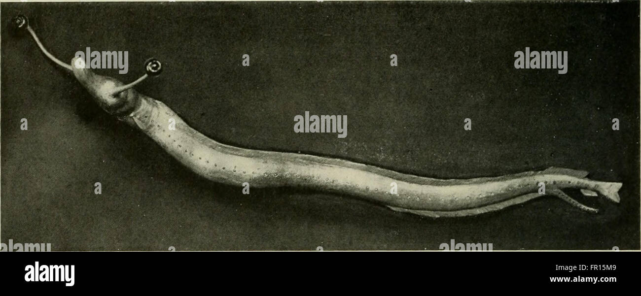 L'American Museum Journal (c1900-1918) presenta articoli storici, illustrazioni e mappe che documentano argomenti scientifici, culturali e storici dell'epoca. Fornisce informazioni sulle ricerche e le scoperte fatte durante l'inizio del XX secolo, riflettendo l'ambiente intellettuale dell'epoca. Foto Stock