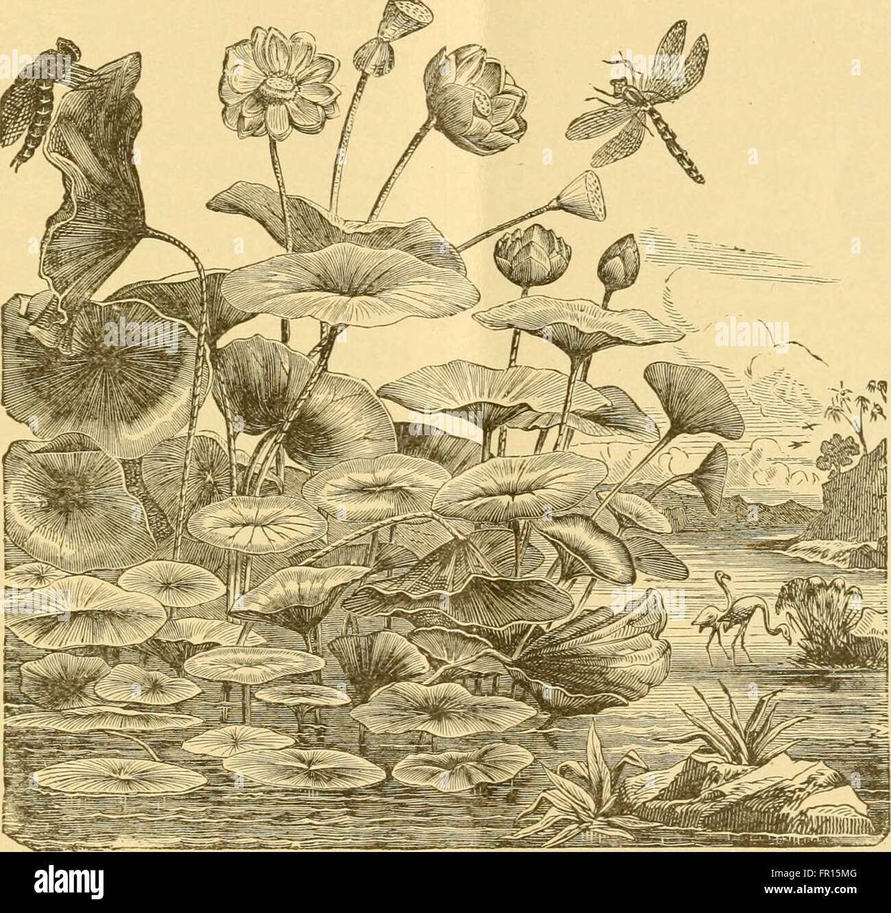 L'illustrazione "l'Acquario" del 1895 mostra una rappresentazione dettagliata e ornata della vita marina, mescolando abilità artistiche con una particolare attenzione al mondo naturale. Le opere d'arte riflettono il fascino della vita oceanica durante il XIX secolo. Foto Stock
