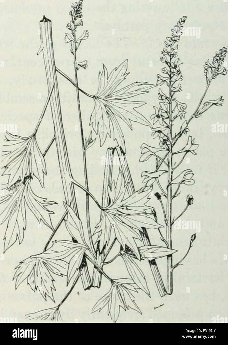 Un'illustrazione tratta dal "Textbook of Pastoral and Agricultural Botany" del 1920, con disegni dettagliati di piante utili e pregiudizievoli comunemente presenti in ambienti rurali e agricoli, che riflettono studi botanici all'inizio del XX secolo. Foto Stock Un'illustrazione tratta dal "Textbook of Pastoral and Agricultural Botany" del 1920, con disegni dettagliati di piante utili e pregiudizievoli comunemente presenti in ambienti rurali e agricoli, che riflettono studi botanici all'inizio del XX secolo. Foto Stock