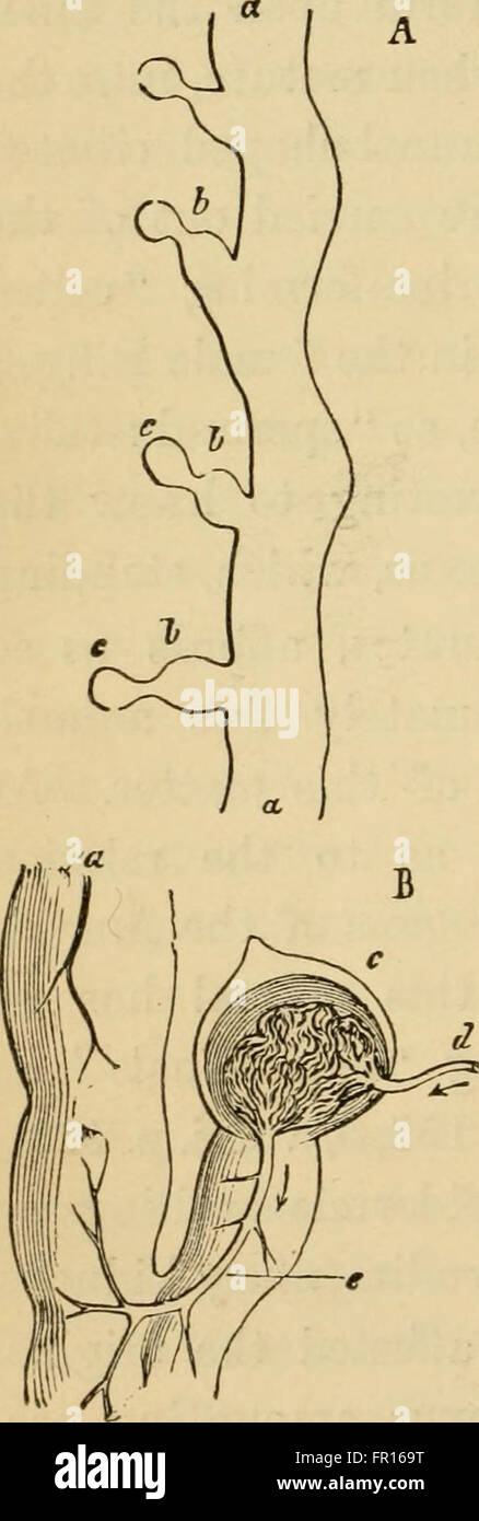 Questo lavoro del 1879 fornisce una panoramica dell'evoluzione umana, concentrandosi sugli aspetti chiave dell'ontogenia (sviluppo individuale) e della filogenesi (storia evolutiva), spiegando la crescita e le origini umane. Foto Stock