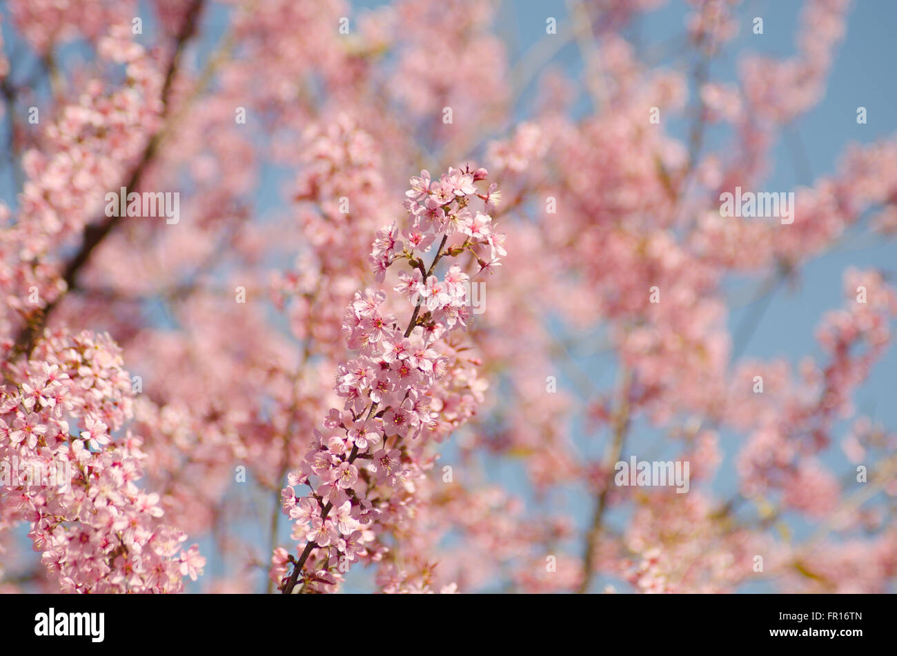 Wild Himalayan ciliegia, Prunus cerasoides Foto Stock