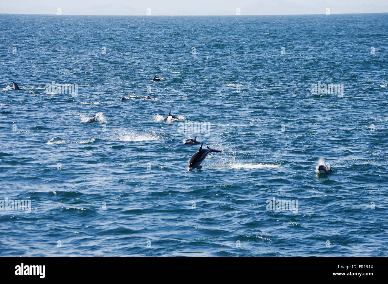 Grande baccello di dusky delfini vicino a Kaikoura, Nuova Zelanda Foto Stock