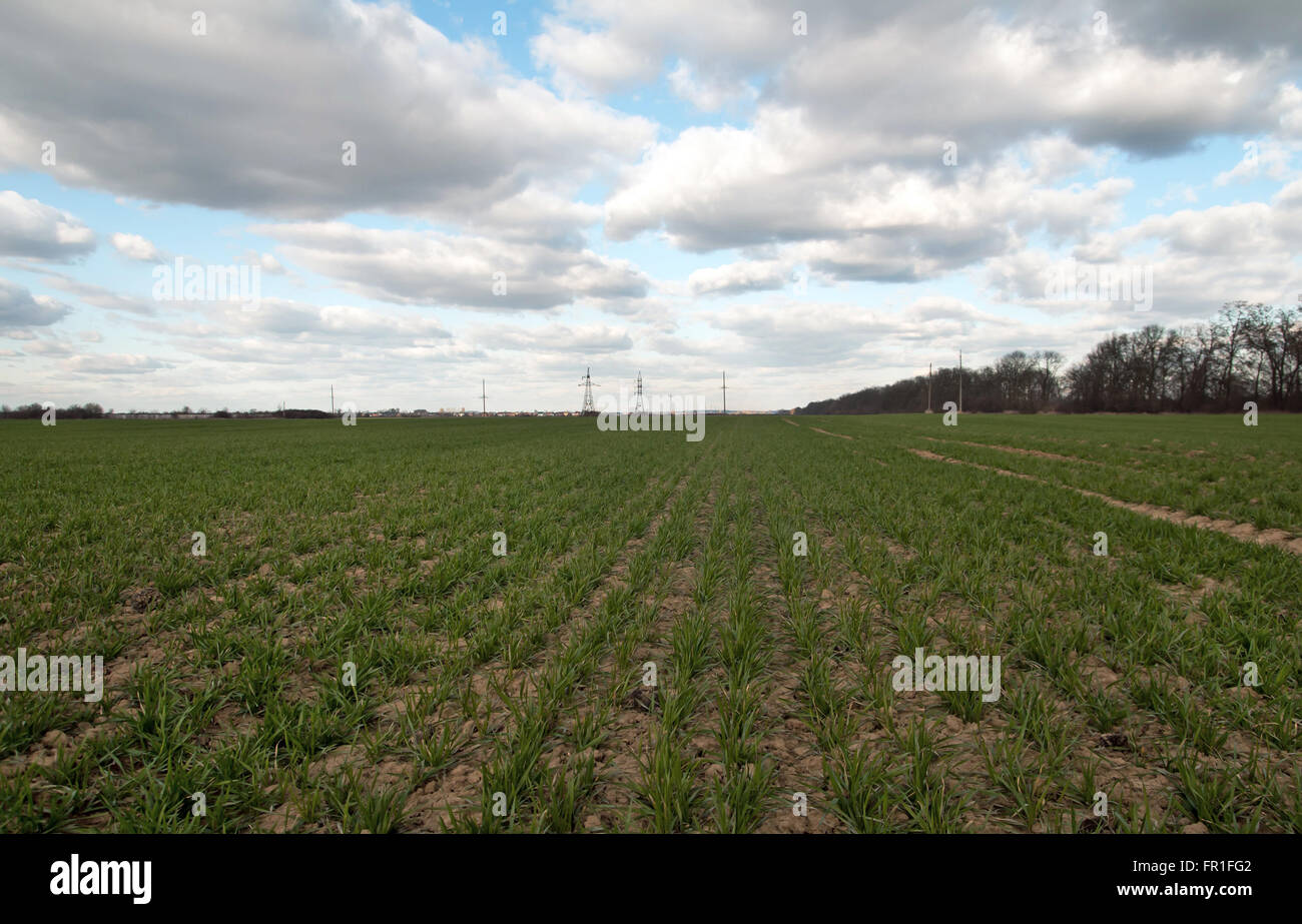 Grano di inverno in un campo Foto Stock