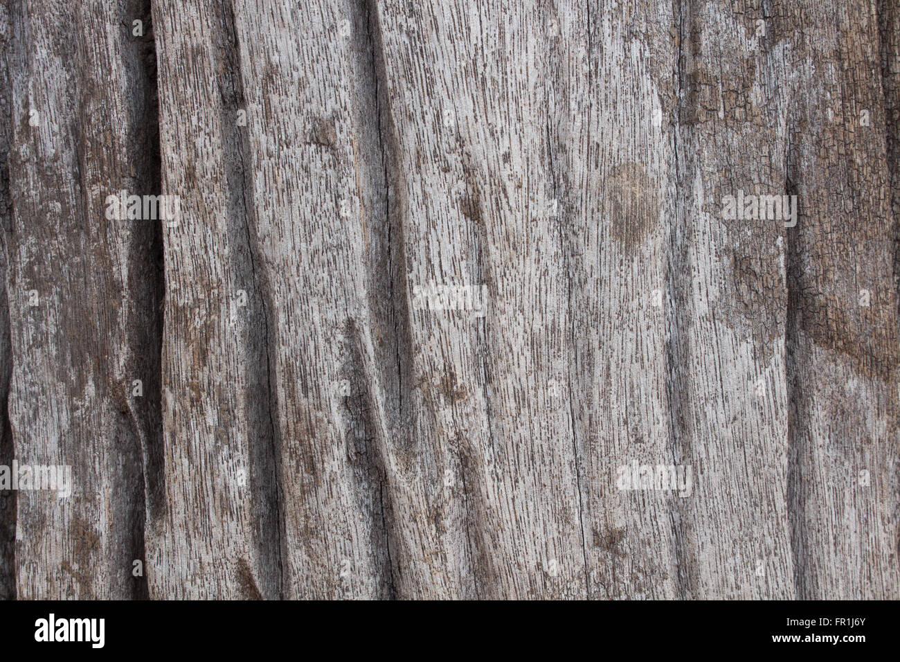 Le schede di taglio del vecchio fungo. Foto Stock