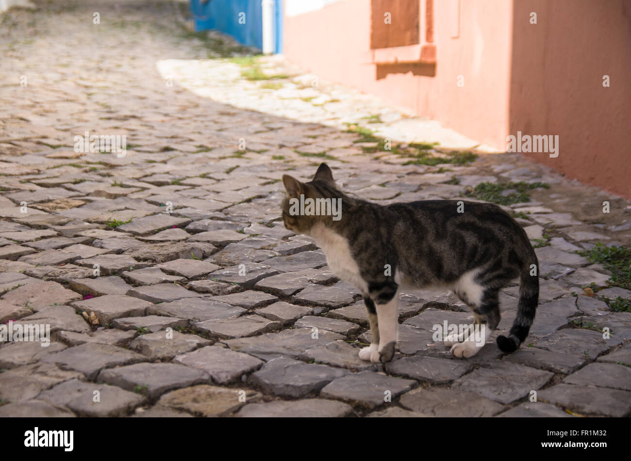 Cat in Alte City, Algarve, a sud del Portogallo, Europa, villaggio turistico Foto Stock