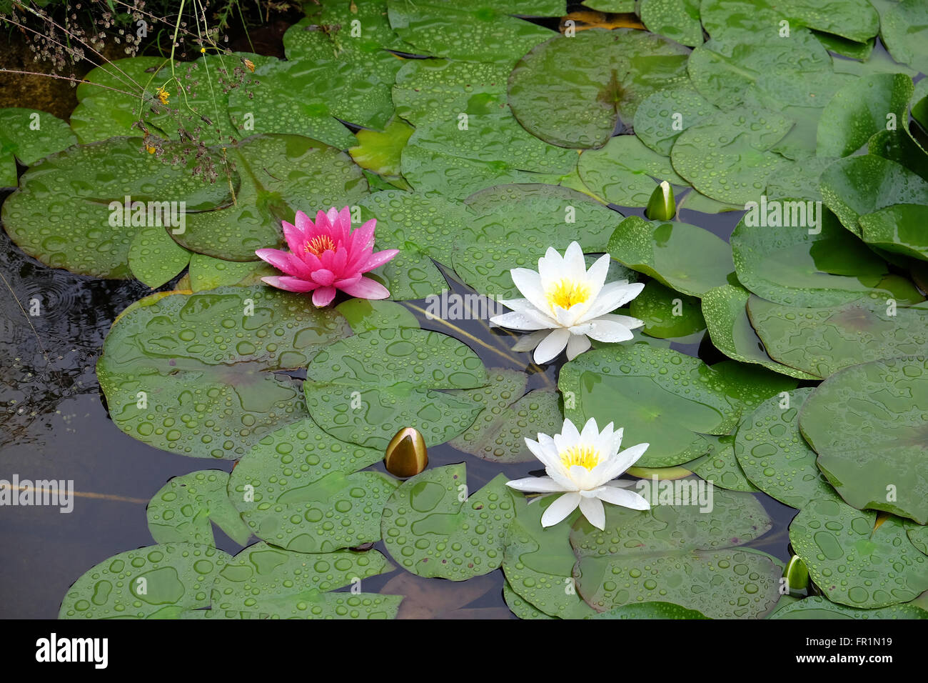 Bellissima Ninfea su stagno in posizione di parcheggio Foto Stock