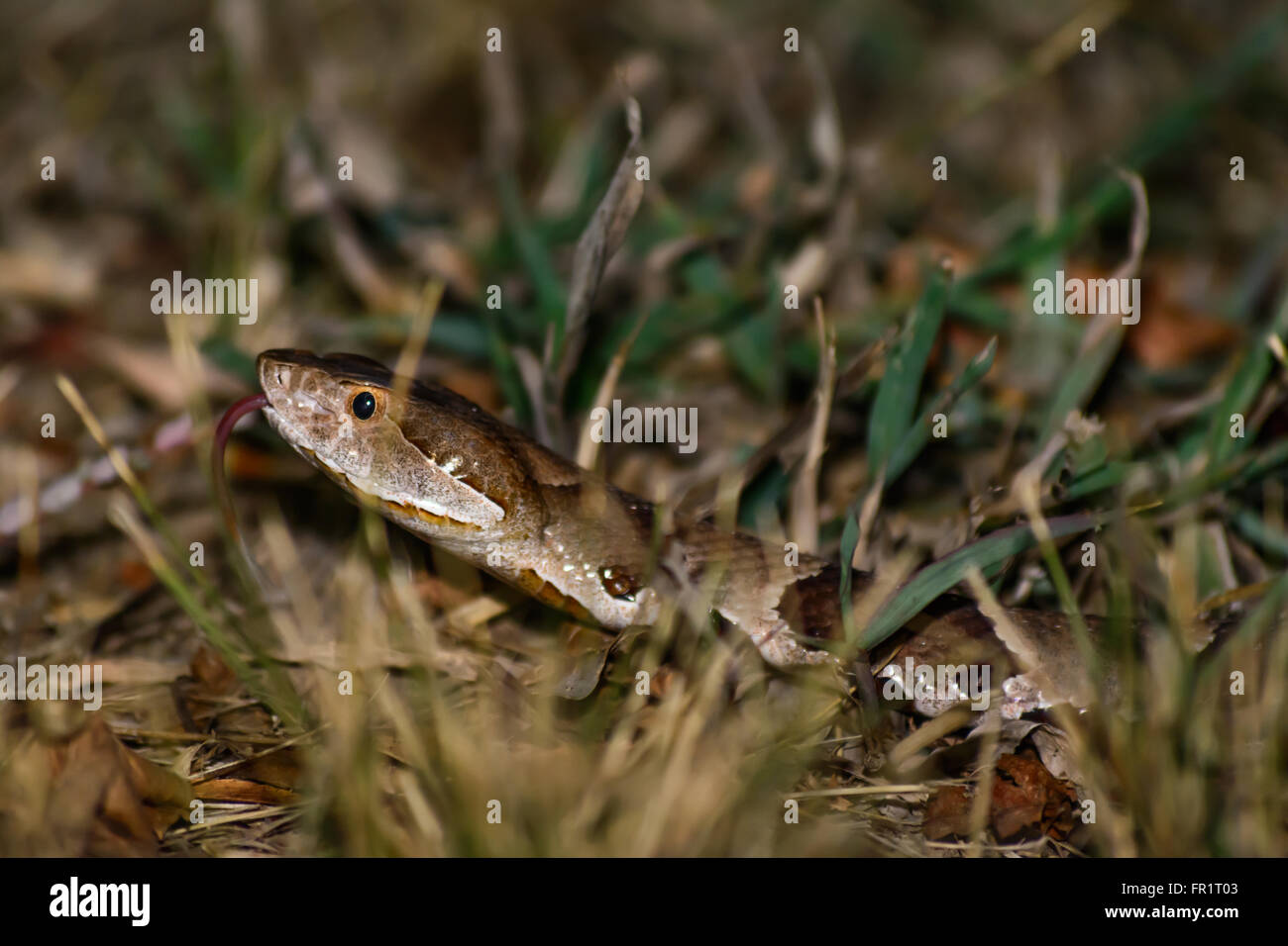 Copperhead estendentesi con la testa sollevata e la lingua di fuori. Bianco, marrone, rame, nero e giallo hightlights sull'erba Foto Stock
