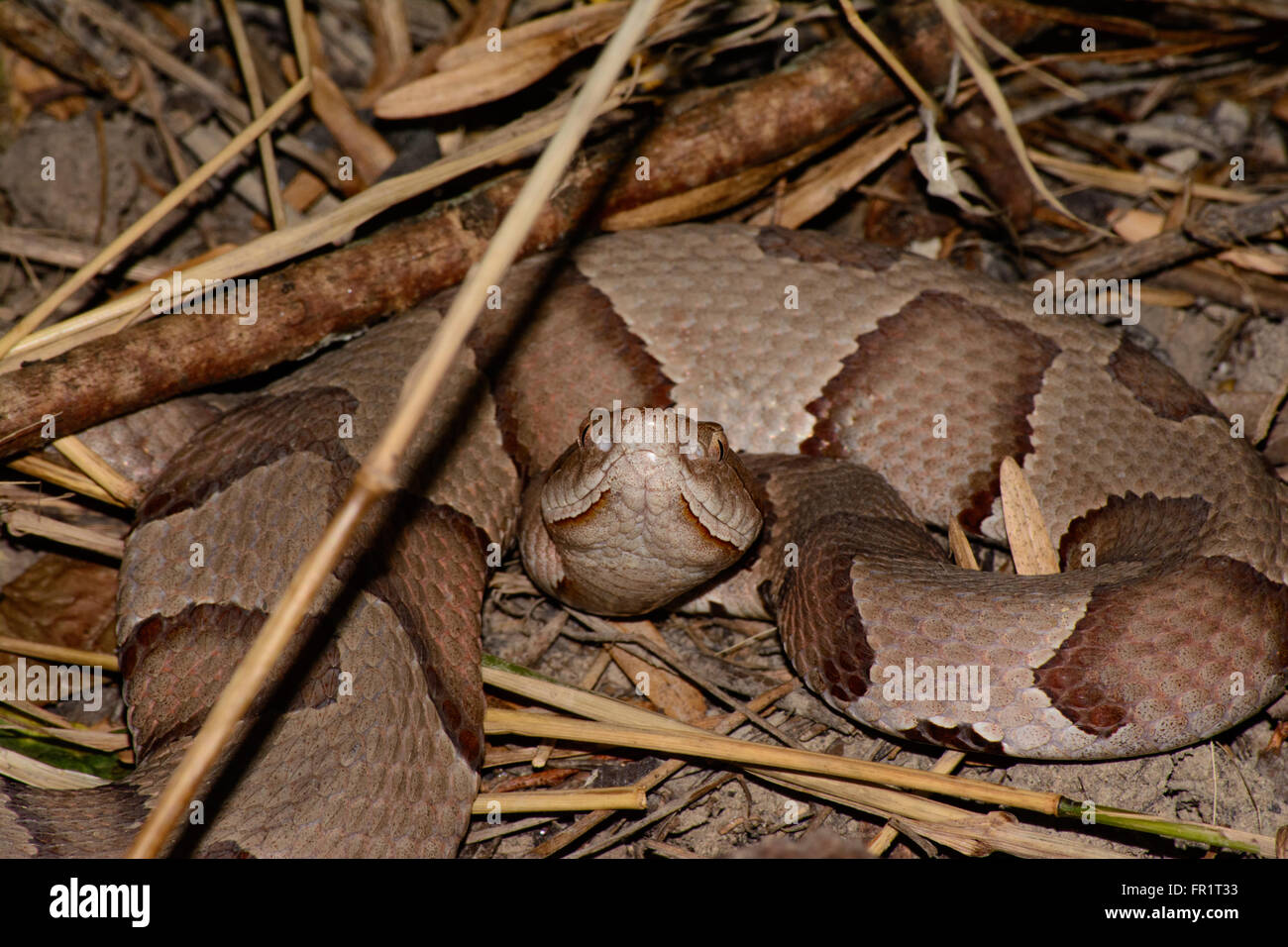 Copperhead Snake avvolto e appiattita, testa sollevata, guardando avanti direttamente alla telecamera in posizione di battuta. Foto Stock