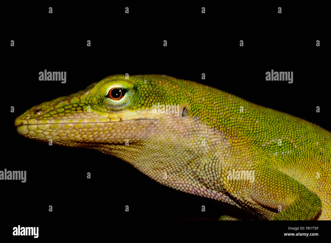 Lizard guardando a sinistra. Profilo. Anole verde con occhi marroni. Sfondo nero Foto Stock