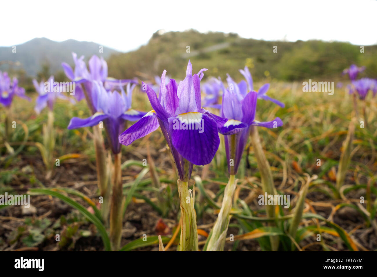 Campo con dado di Barberia, Gynandriris sisyrinchium, Andalusia, Spagna. Foto Stock