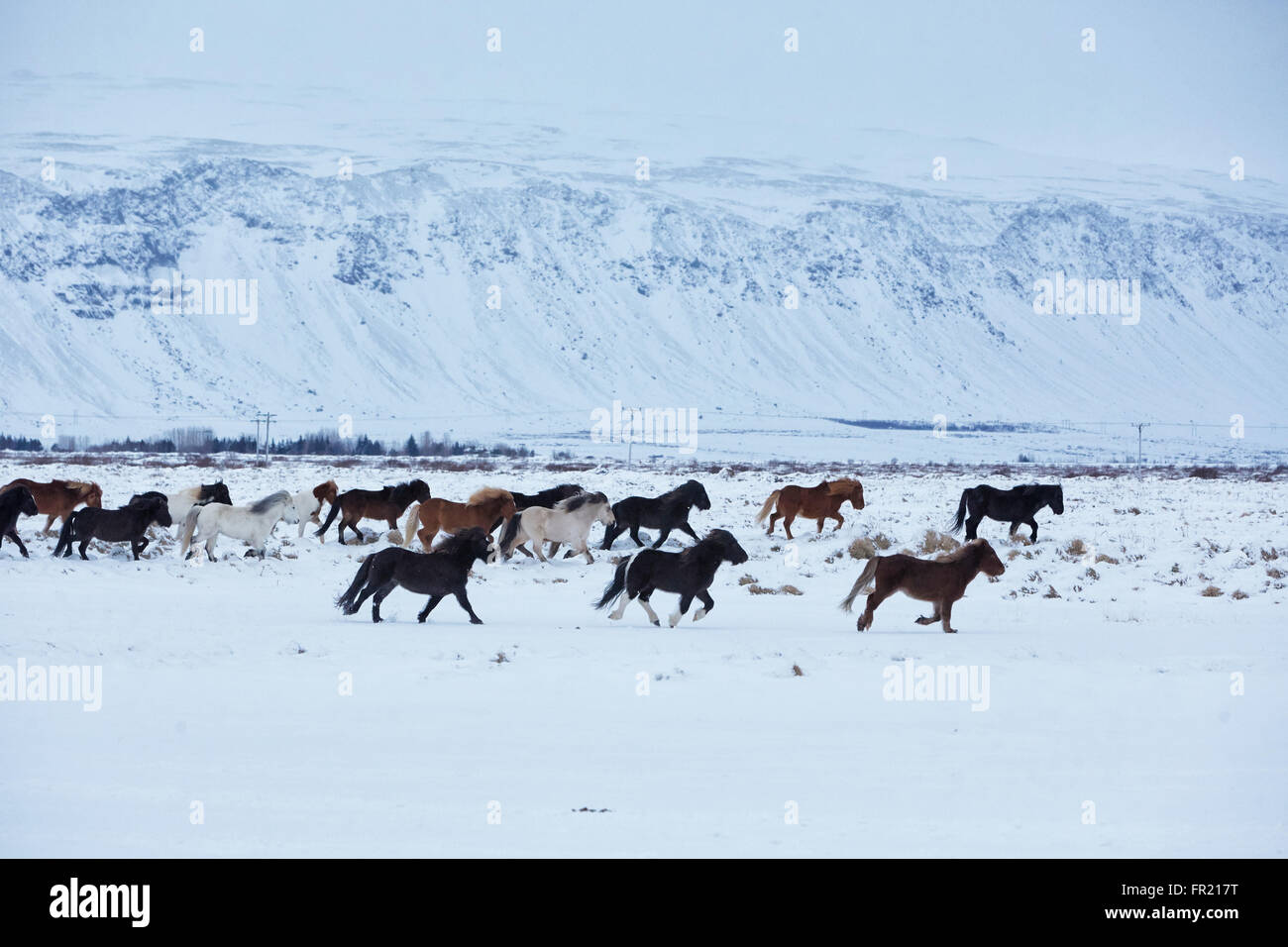 Cavalli pascolo in Islanda Foto Stock
