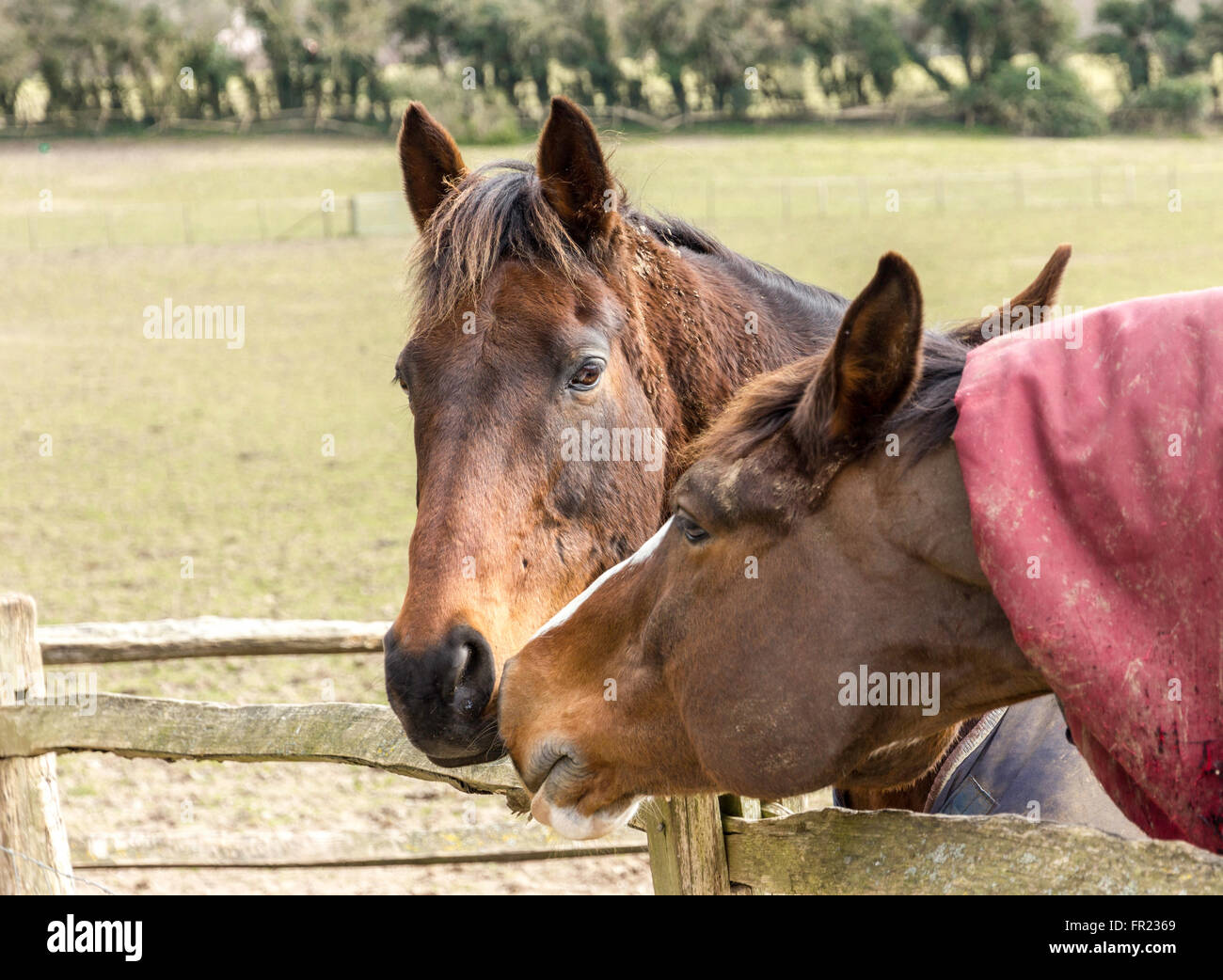 Due cavalli a contatto Foto Stock