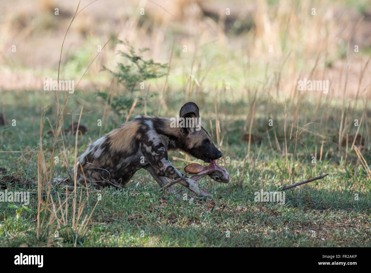 Africa, Zambia, Sud luangwa national park mfuwe. selvatico africano cucciolo di cane (aka cane verniciato) con macchia fresca lepre uccidere. Foto Stock