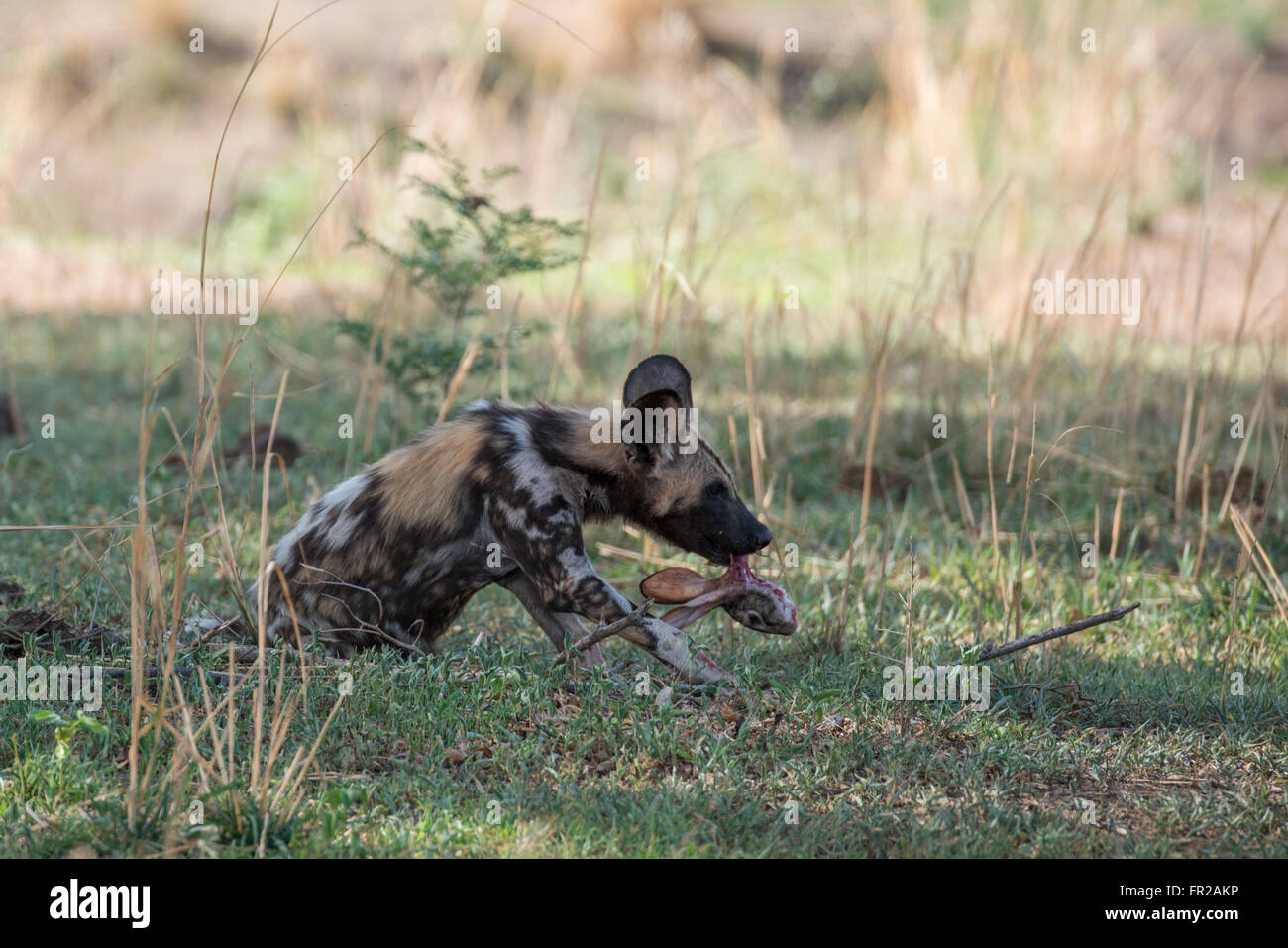 Africa, Zambia, Sud Luangwa National Park Mfuwe. Selvatico Africano cucciolo di cane (aka cane verniciato) con macchia fresca lepre uccidere. Foto Stock