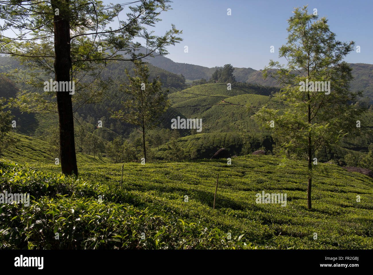 Tenuta di tè scenario, i Ghati Occidentali Foto Stock