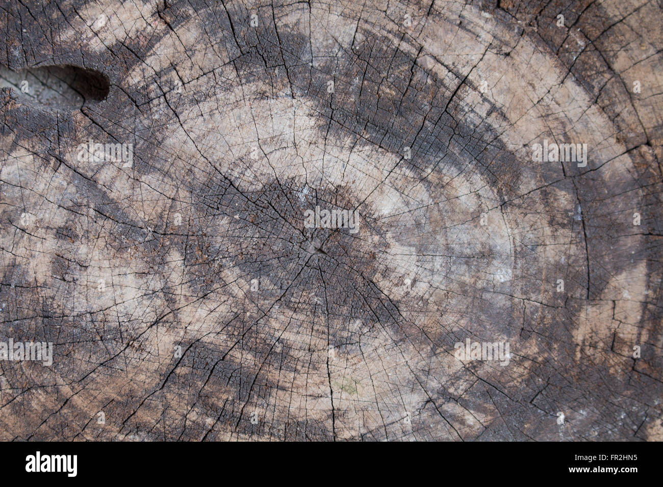 Le schede di taglio del vecchio fungo. Foto Stock
