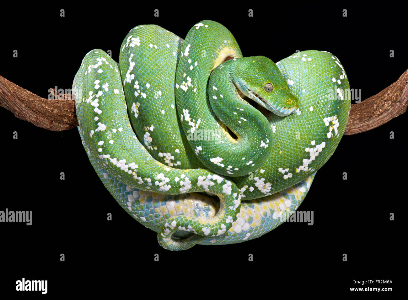 Green Tree python (Morelia viridis) Foto Stock