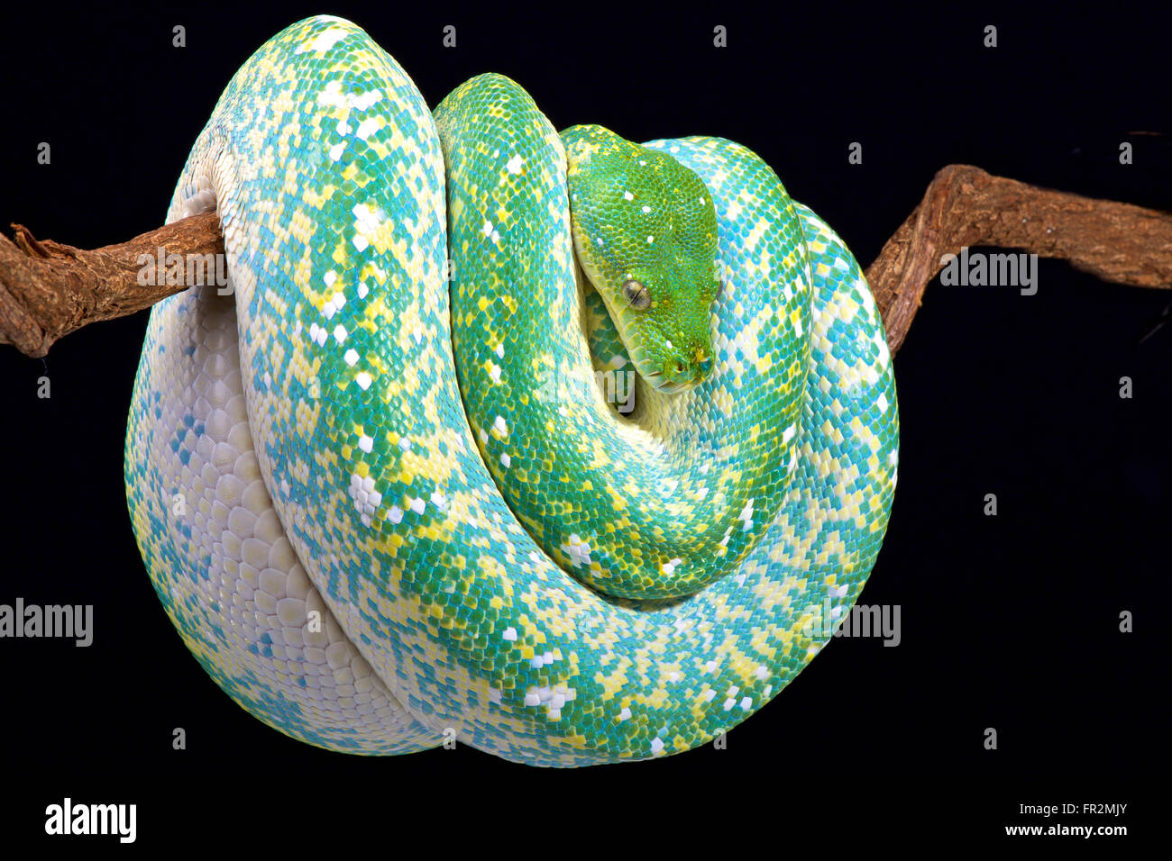 Green Tree python (Morelia viridis) Foto Stock