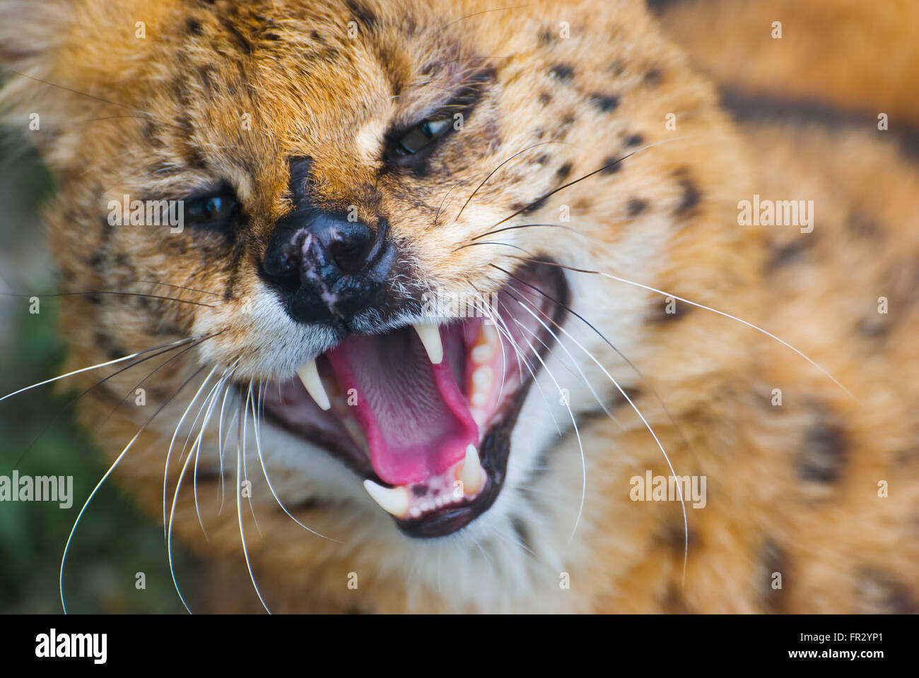 Servall steppa, Leptailurus serval Foto Stock