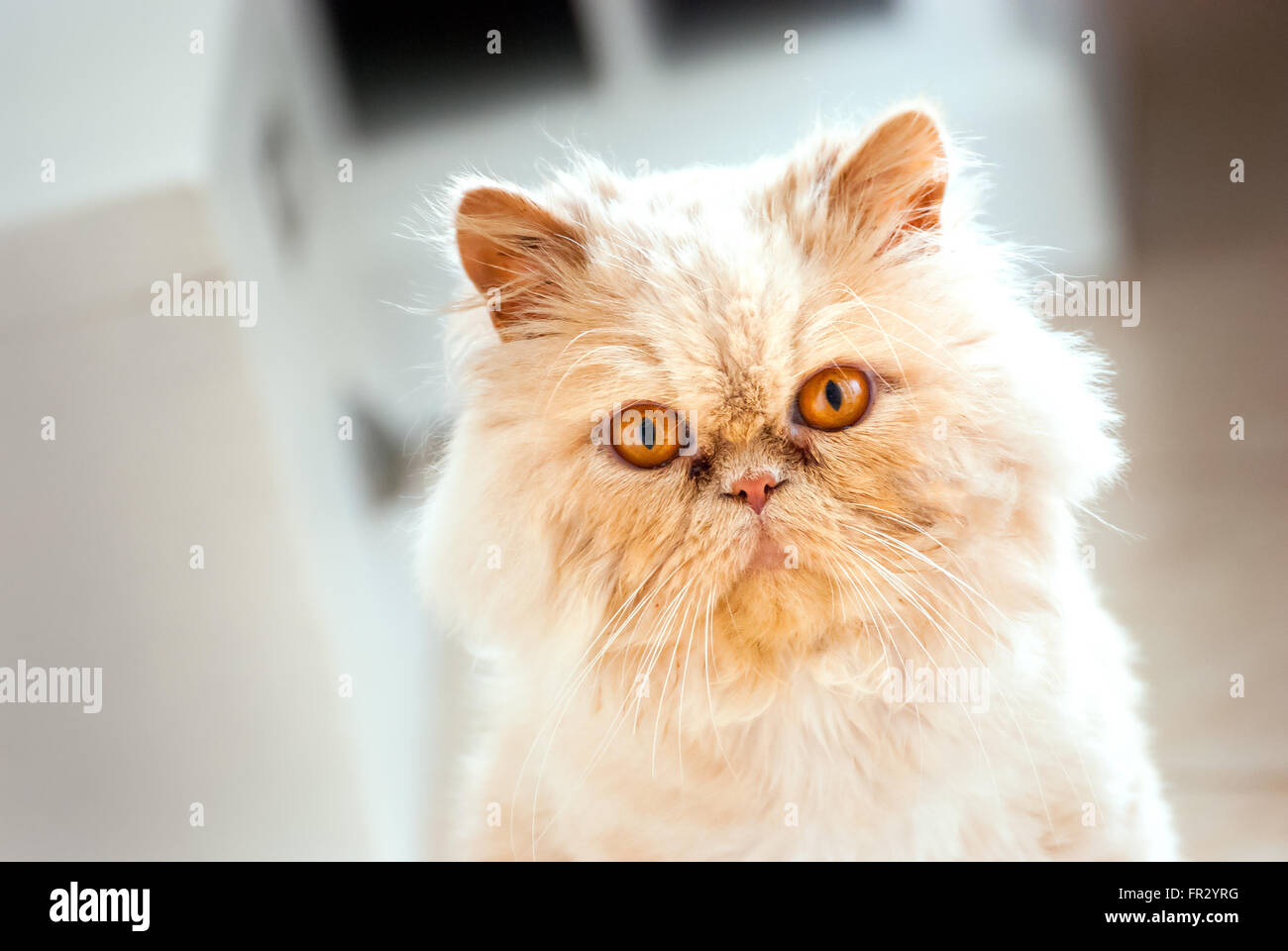 Gatto persiano a casa Foto Stock