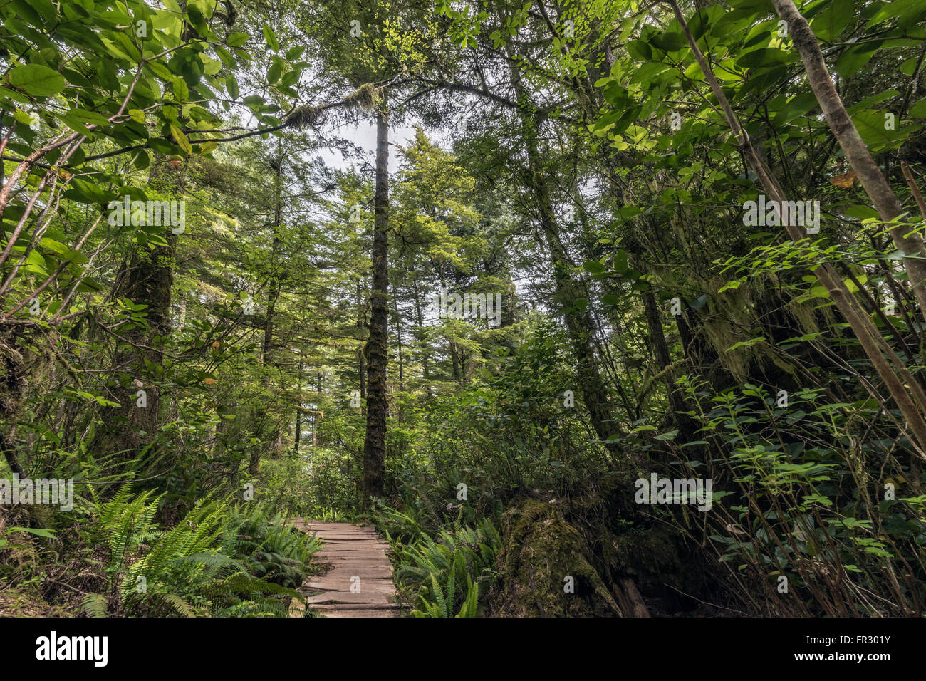 A nord la foresta pluviale temperata lungo l'isola Meares boardwalk, Tofino, British Columbia Foto Stock