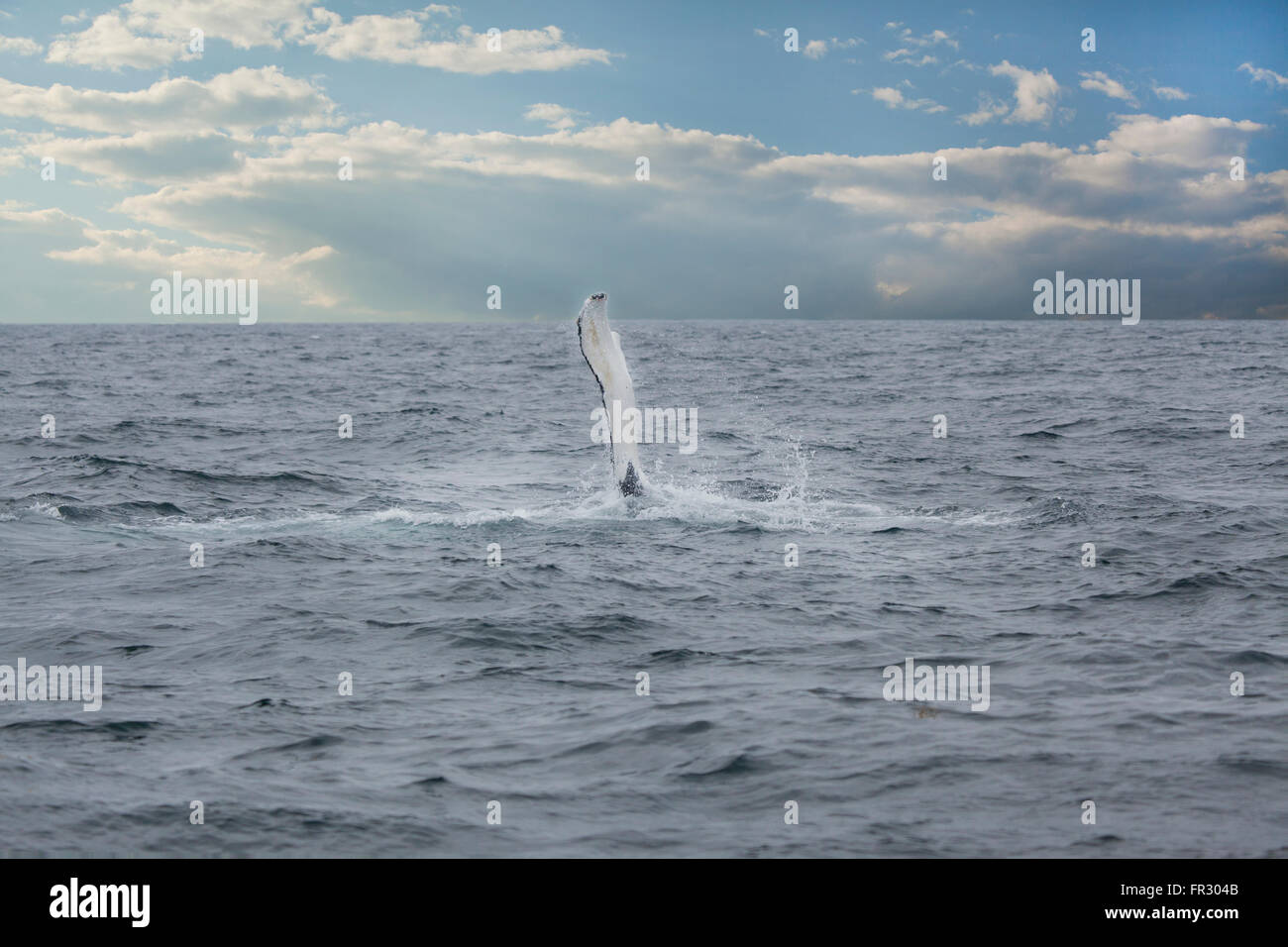 Humpback Whale fin slapping in ocean Foto Stock