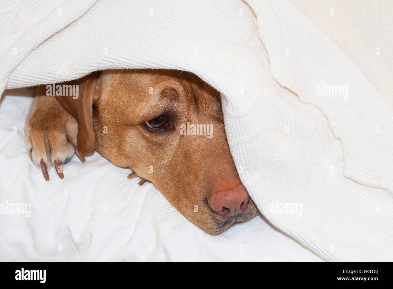 Il Labrador retriever nascondere sotto coperta Foto Stock