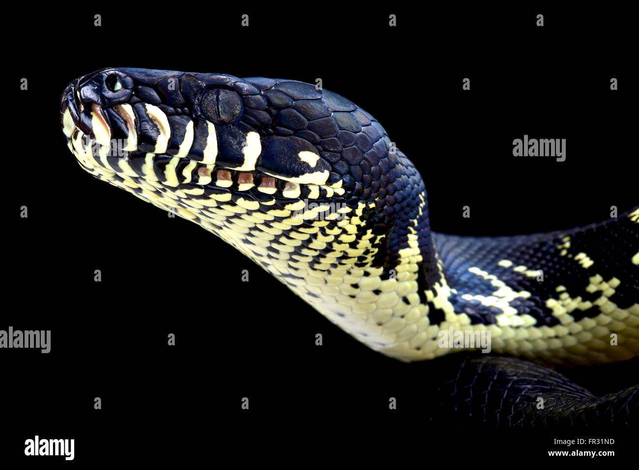 Boelen di python ( Morelia boeleni) Foto Stock