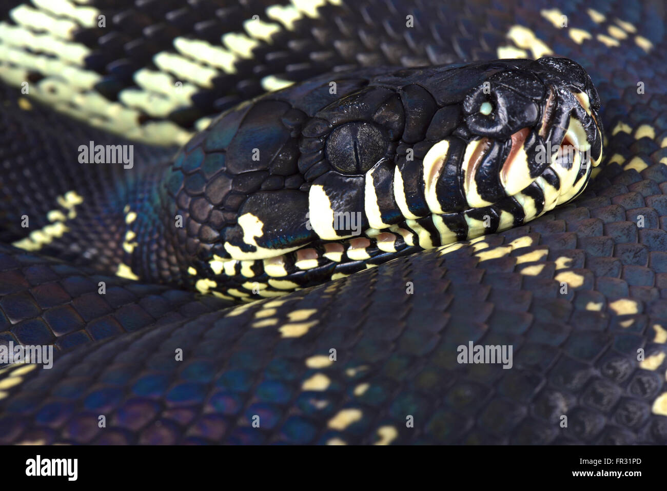 Boelen di python ( Morelia boeleni) Foto Stock