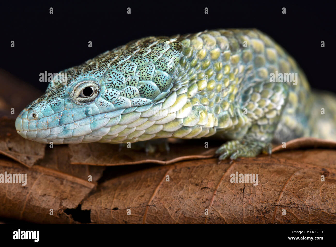 Arboree Mixtecan alligator lizard (Abronia mixteca) Foto Stock
