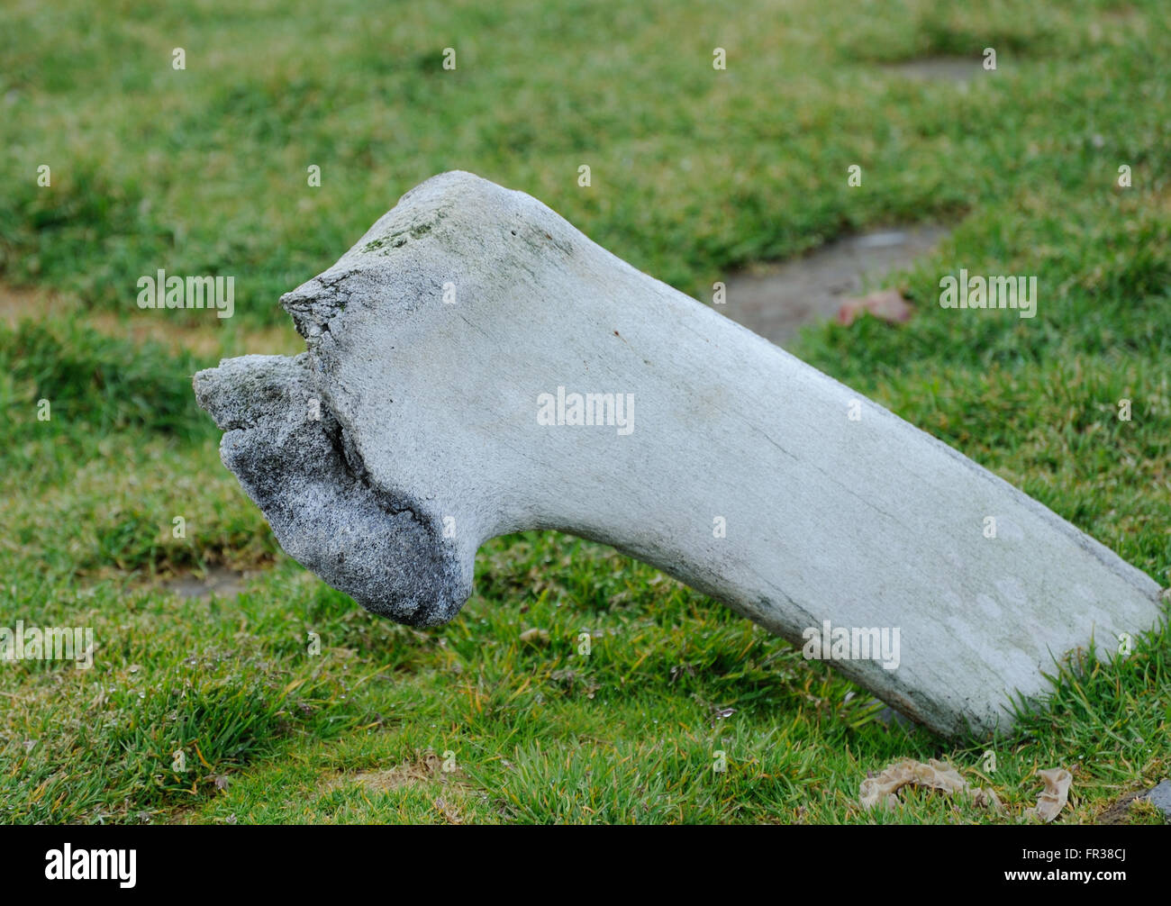 Gli antichi resti di balene giacciono sulla spiaggia tra le rovine della stazione baleniera. Grytviken, Georgia del Sud Foto Stock