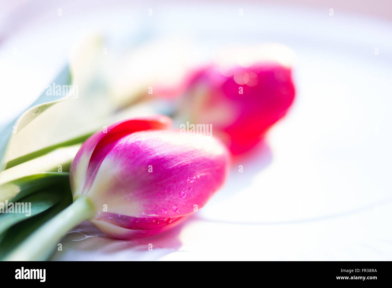 Due tulipani rosa trincerati (tulipe) tagliati a pioggia adagiati su una superficie bianca. Foto Stock
