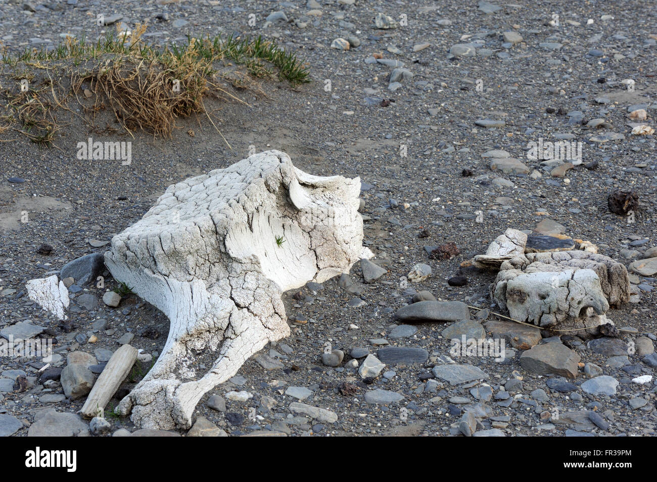 Antichi resti di balene giacciono sulla spiaggia tra le rovine della stazione baleniera. Una vertebra di balena si trova a metà sepolto nella sabbia Foto Stock