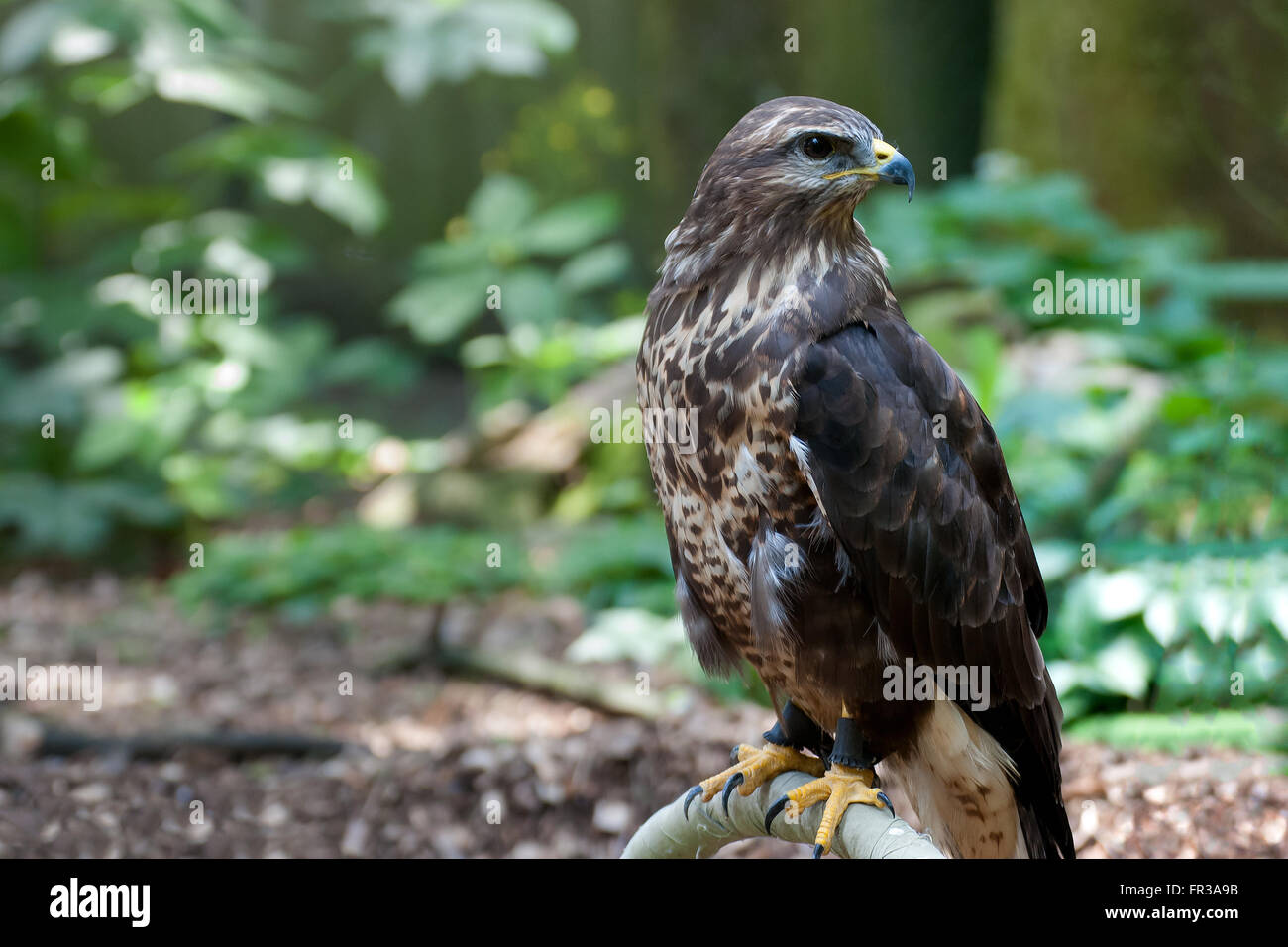 Poiana Buteo buteo Foto Stock