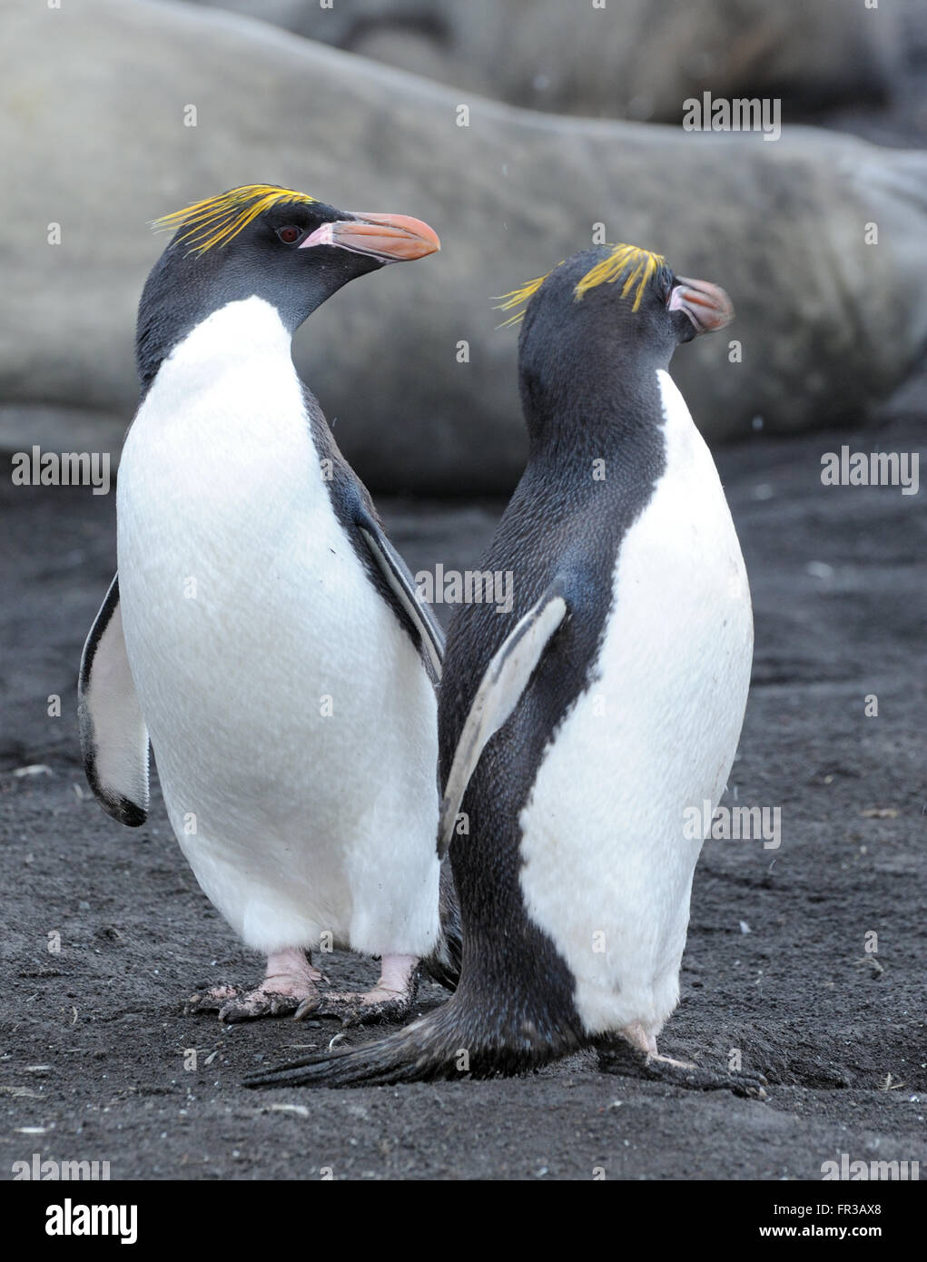 Maccheroni pinguini (Eudyptes chrysolophus) stand sulla sabbia nera vulcanica. Saunders Island, Isole Sandwich del Sud. Atlantico Sud Foto Stock