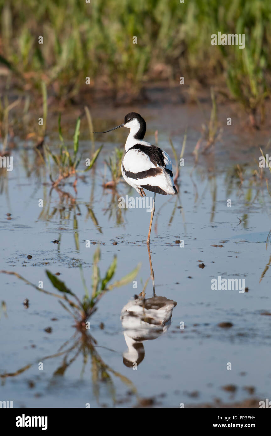 Un singolo adulto avocetta (Recurvirostra avocetta) poggia su una gamba in acque poco profonde, Minsmere RSPB, Suffolk, Regno Unito Foto Stock