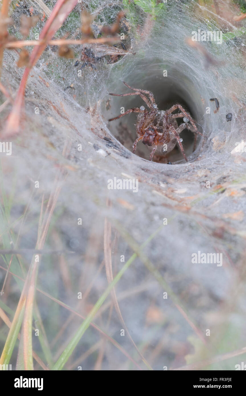 Un ragno Labryinth (Agelena labyrinthica) in attesa di preda nel suo imbuto, web Brede alta boschi, East Sussex, Regno Unito Foto Stock