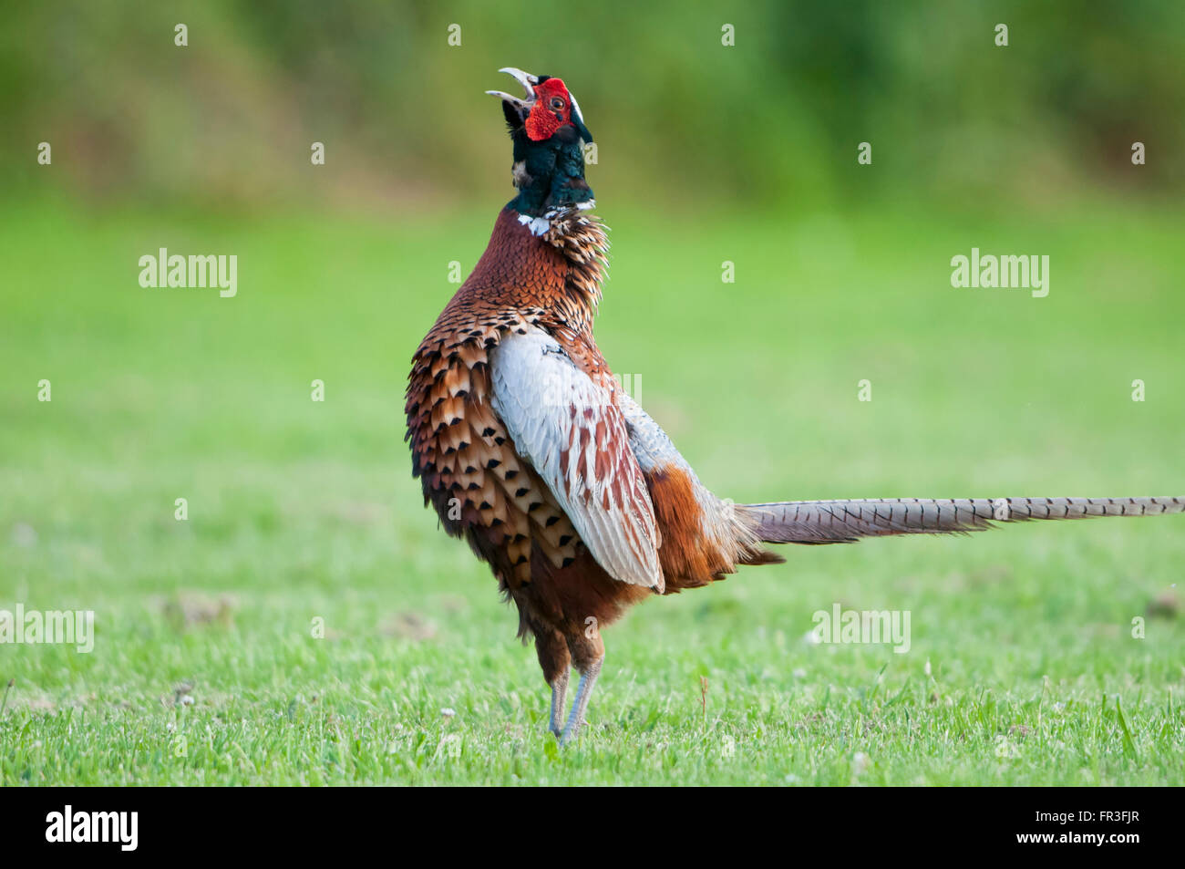 Un unico fagiano maschio (Phasianus colchius) chiamate mentre stava su erba corta, Norfolk, Regno Unito Foto Stock