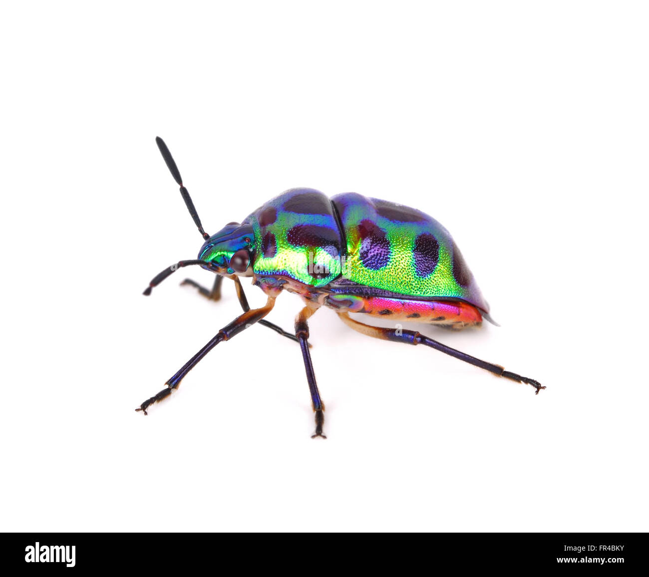 Litchi Bug , Tong Taek Bug, Chrysocoris stollii su sfondo bianco Foto Stock